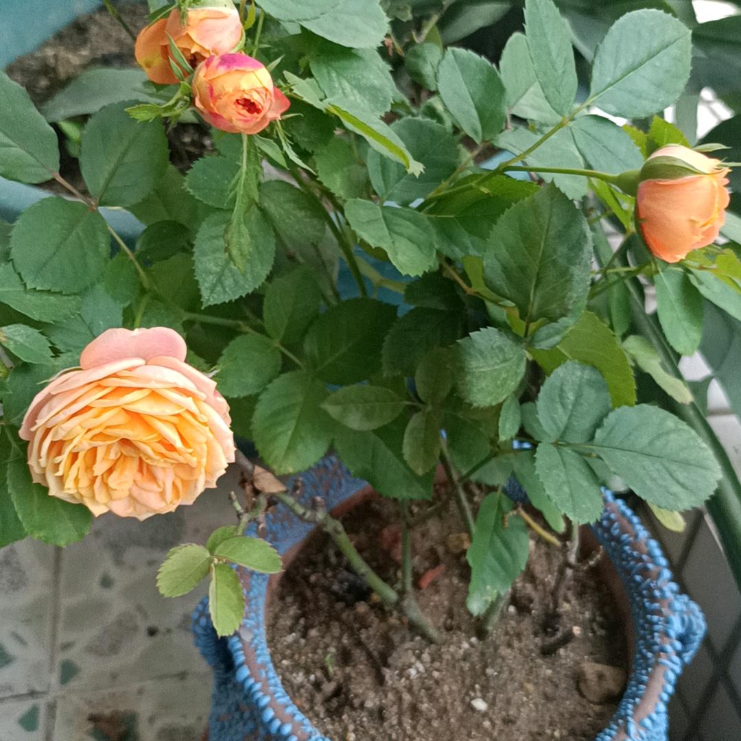 豆腐东施