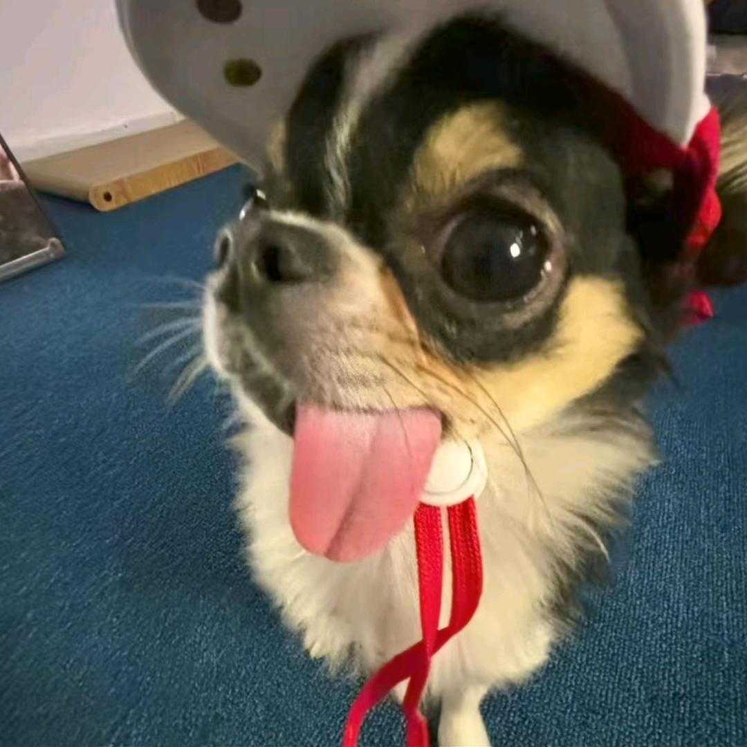 大韭菜鸡蛋开裤裆