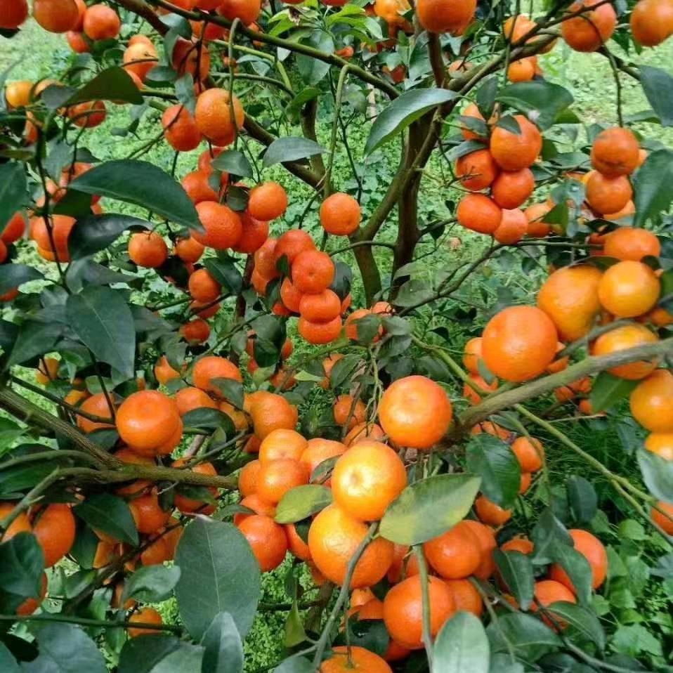 李哥天天在路上