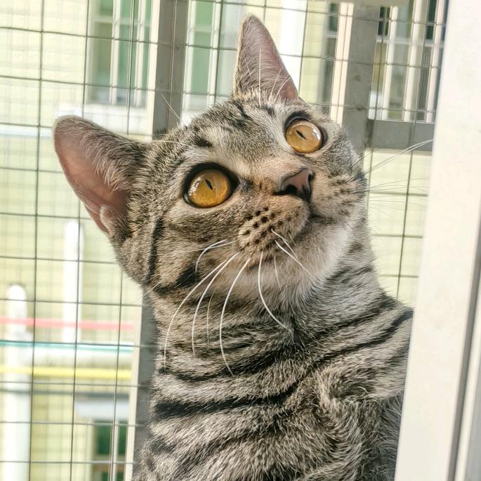 猫多多🐱