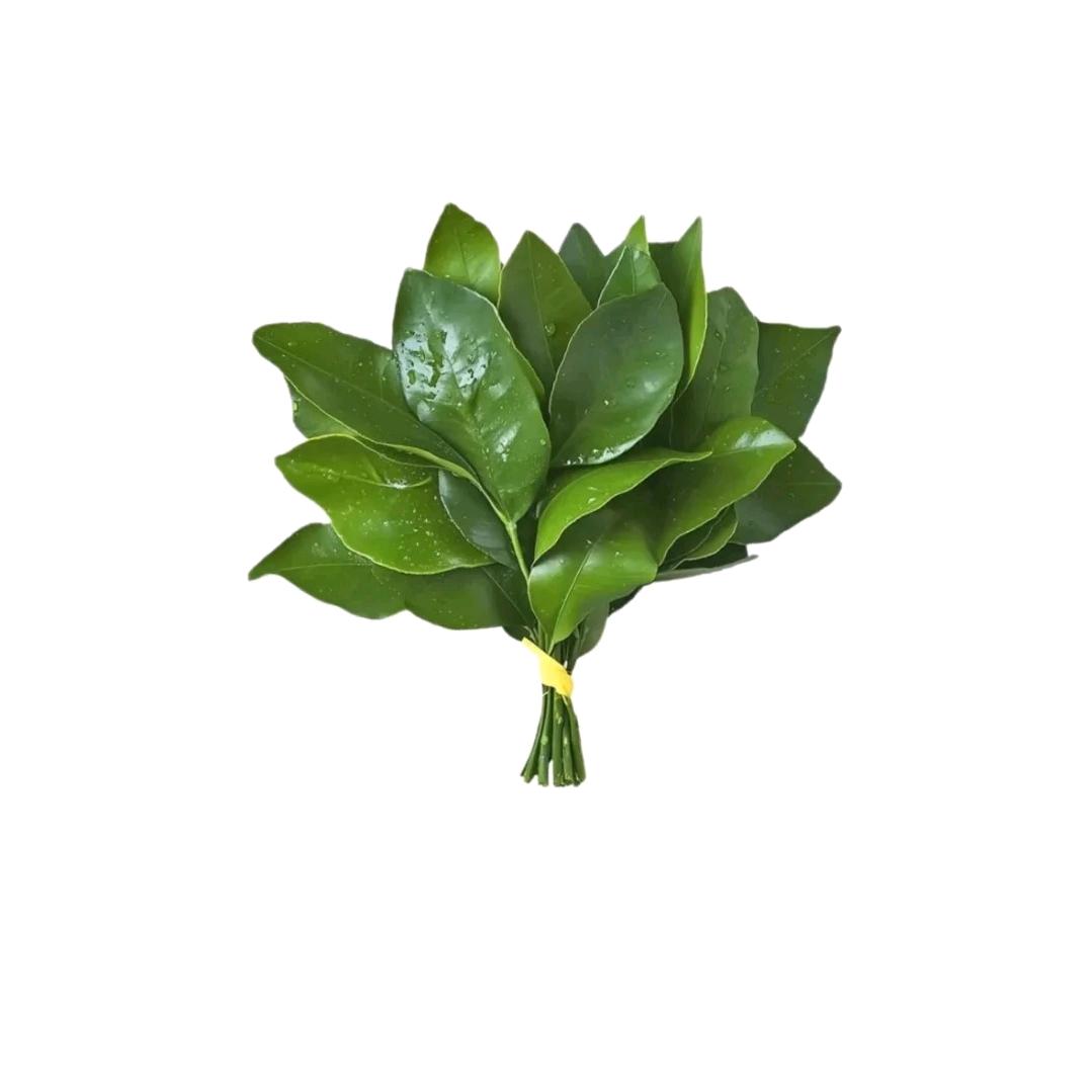 玄风（可内推进厂）