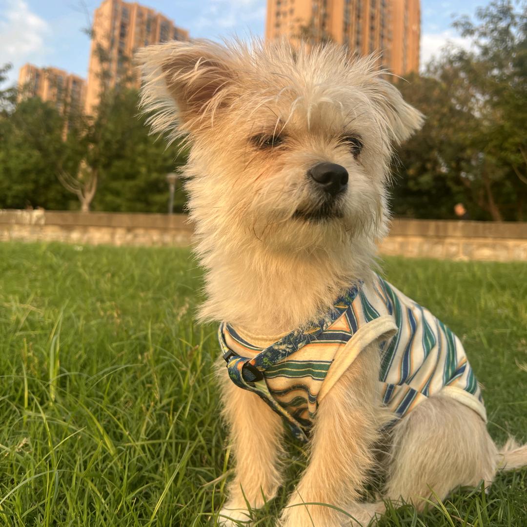 板栗汪与琥珀喵