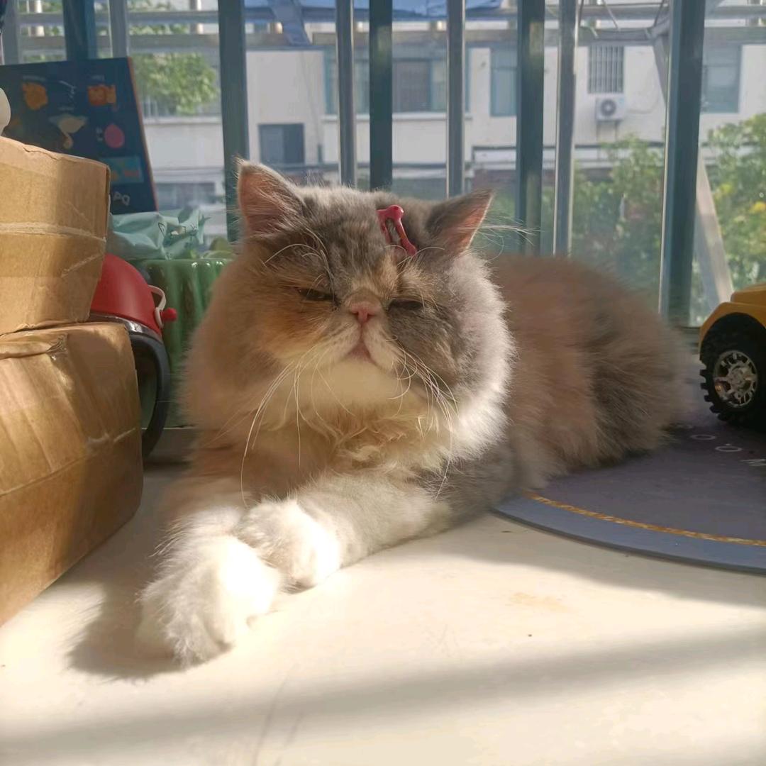 小鱼猫舍(全国发货)