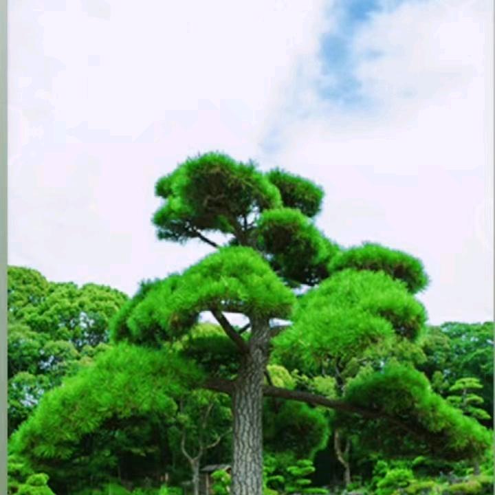 西北《疯子》