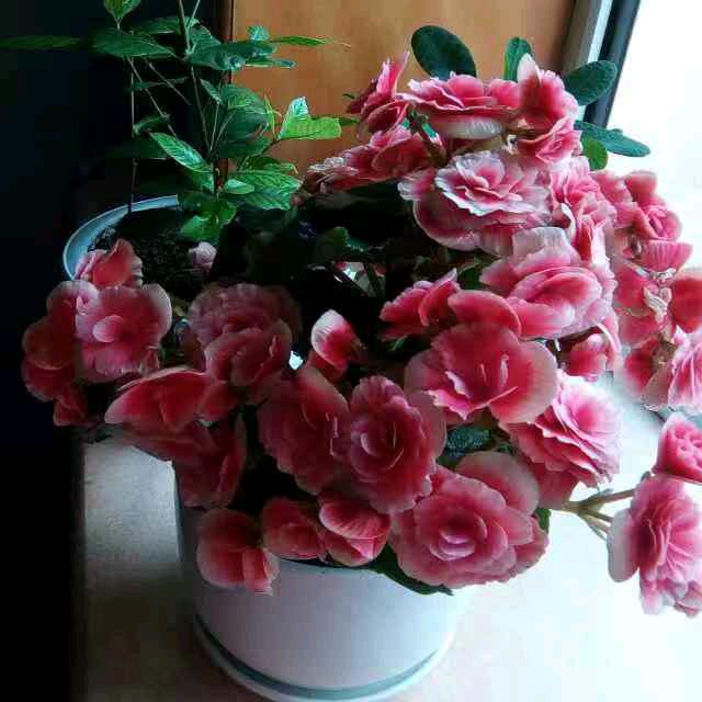 芹芹