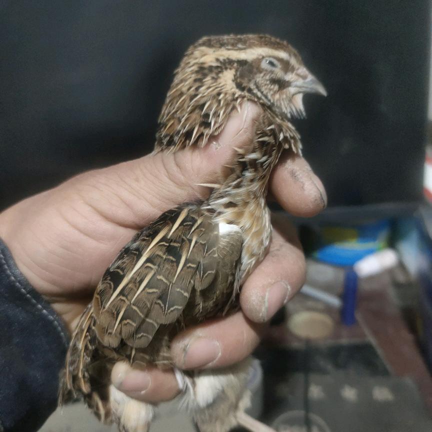 豫东精品斗鹌鹑