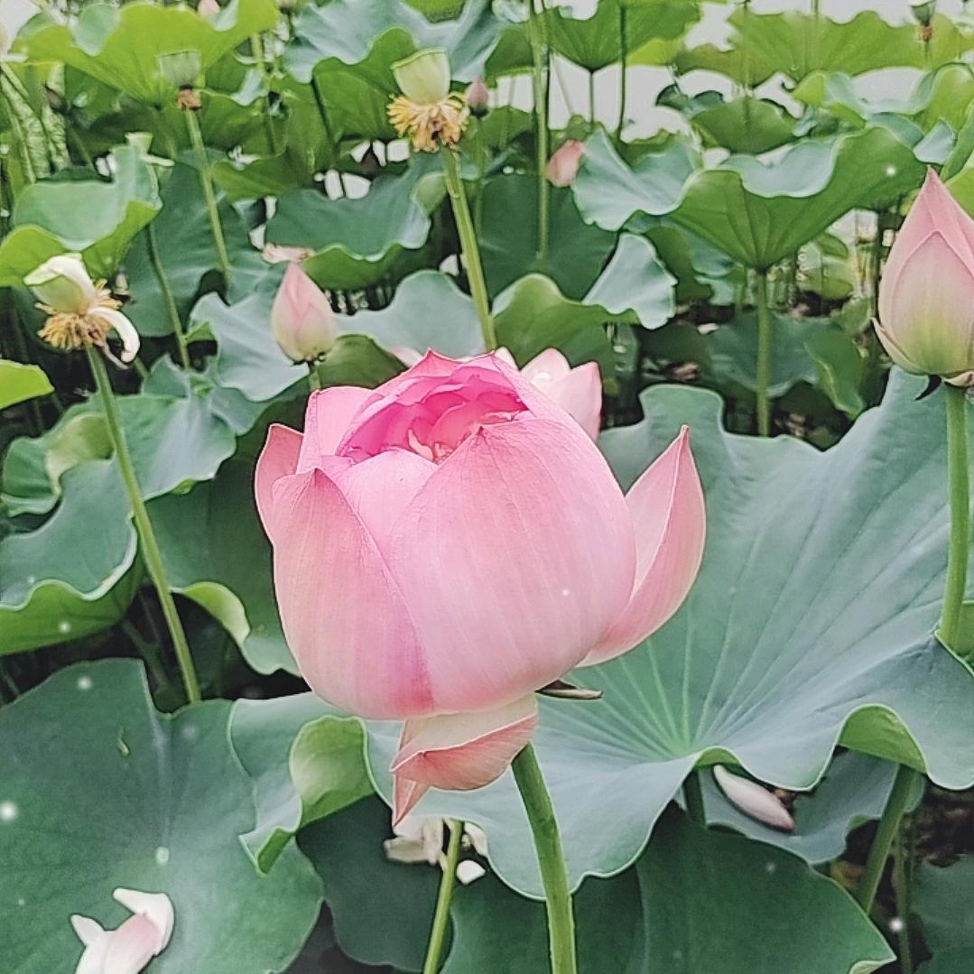 梦姐（单身）