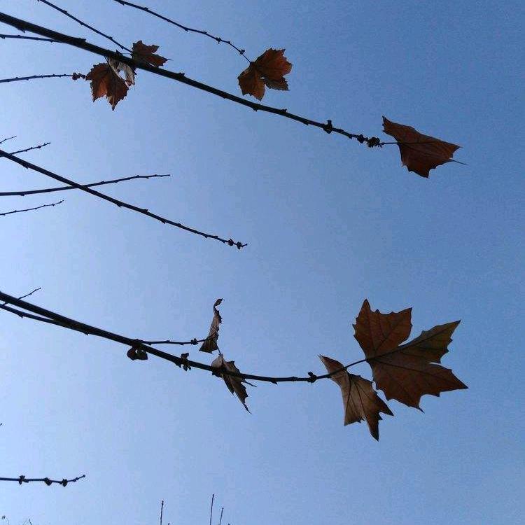 风中的承诺