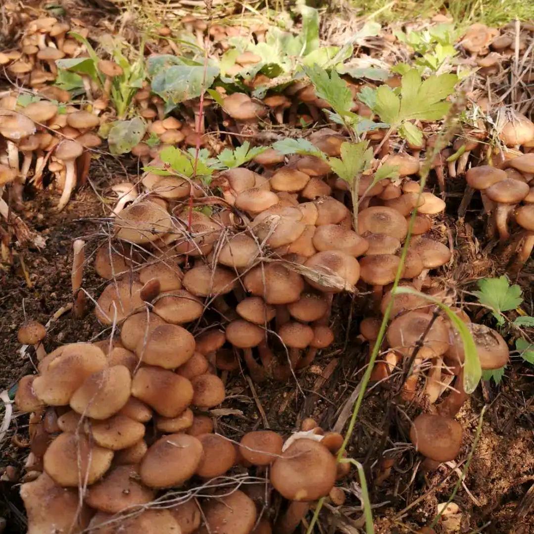 东北土特产甄选