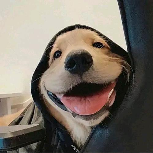 大鹏(„ಡωಡ„)（无敌版）