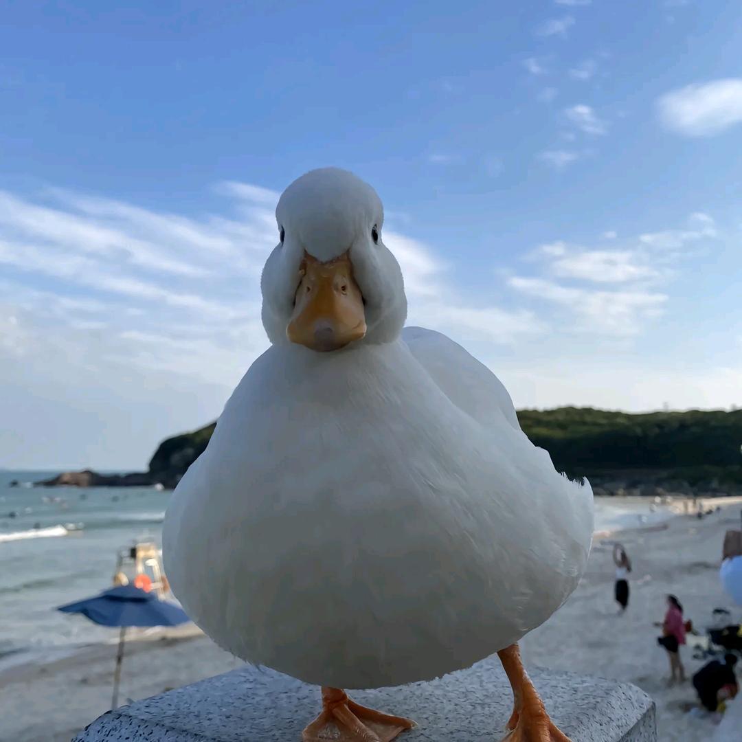 我爱老太