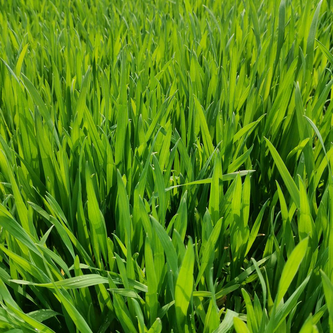落叶（李左龙）（追求）