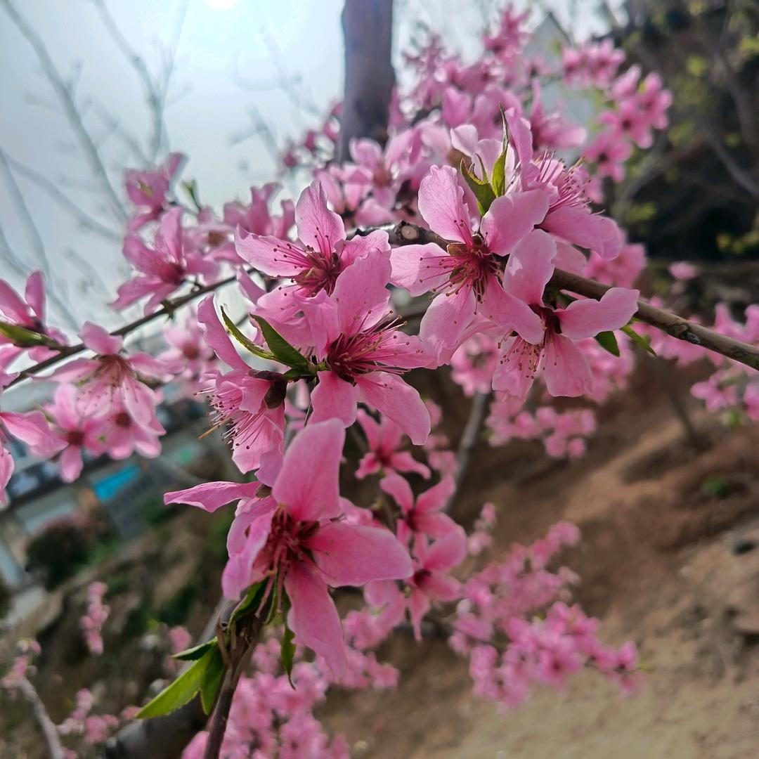 朝🌸夕拾