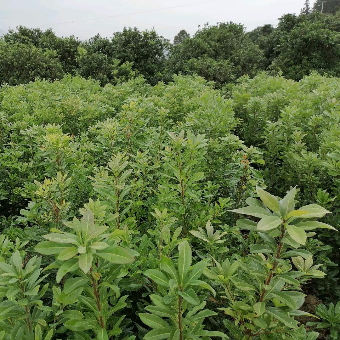 钟冬发