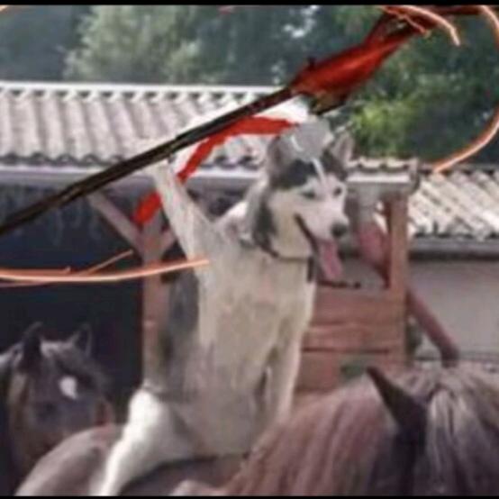 抽中白鸟的嗷嗷