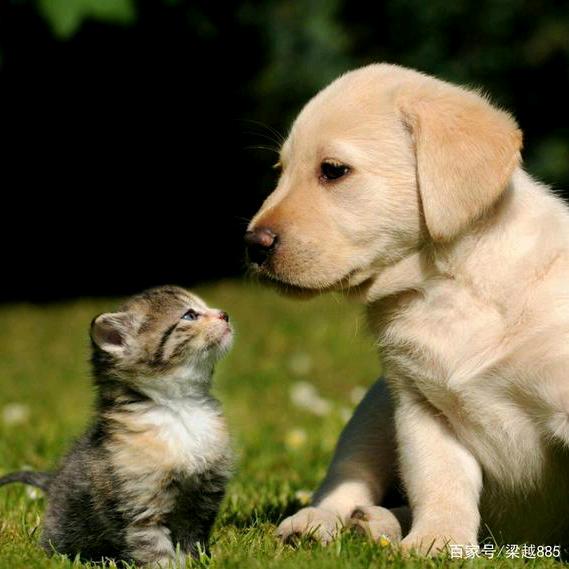 朗威动物药业有限公司@紫群