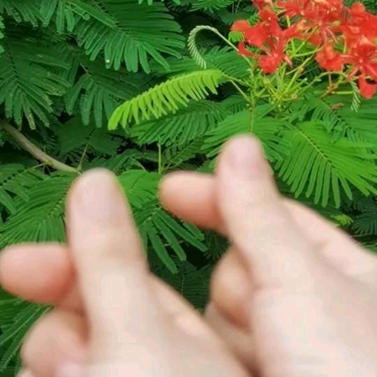 月儿.