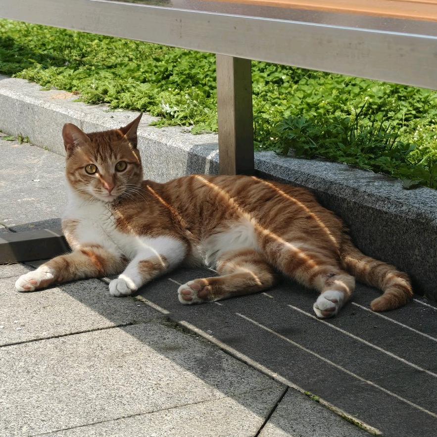 ༊念雪归尘（迅达电梯全系配件，技术支持）