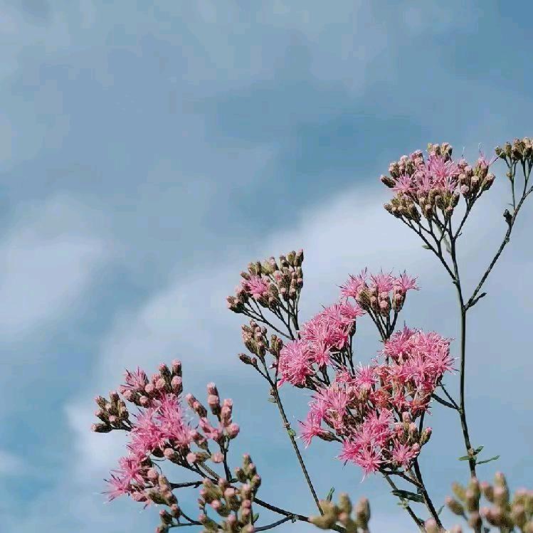 《🌻回收废品🌷，小江☘️》