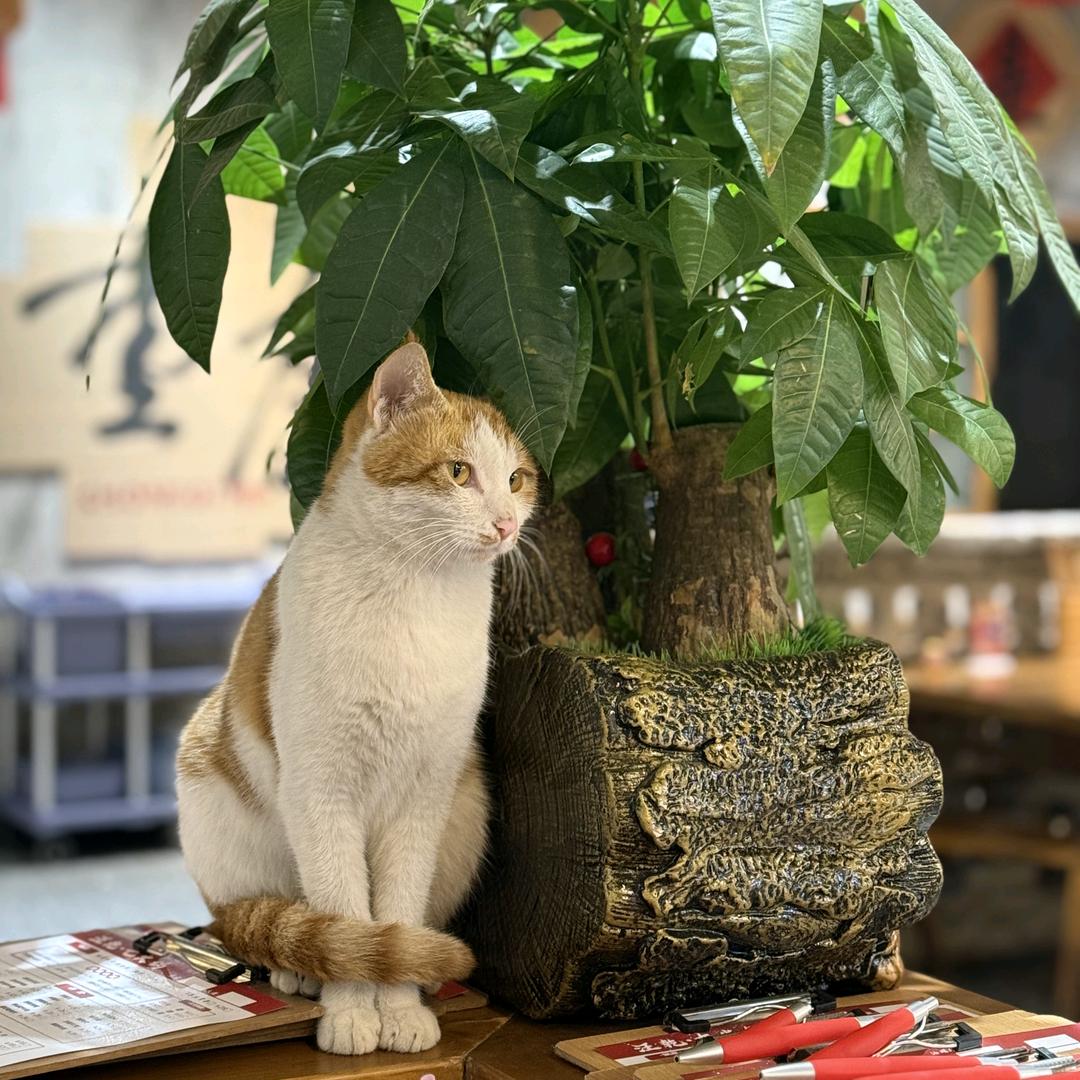 四季豆有七只猫