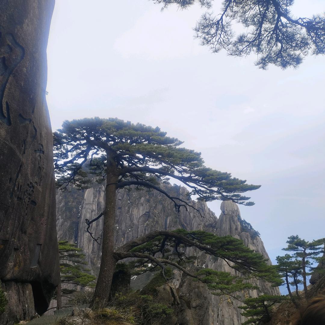 落樱笺