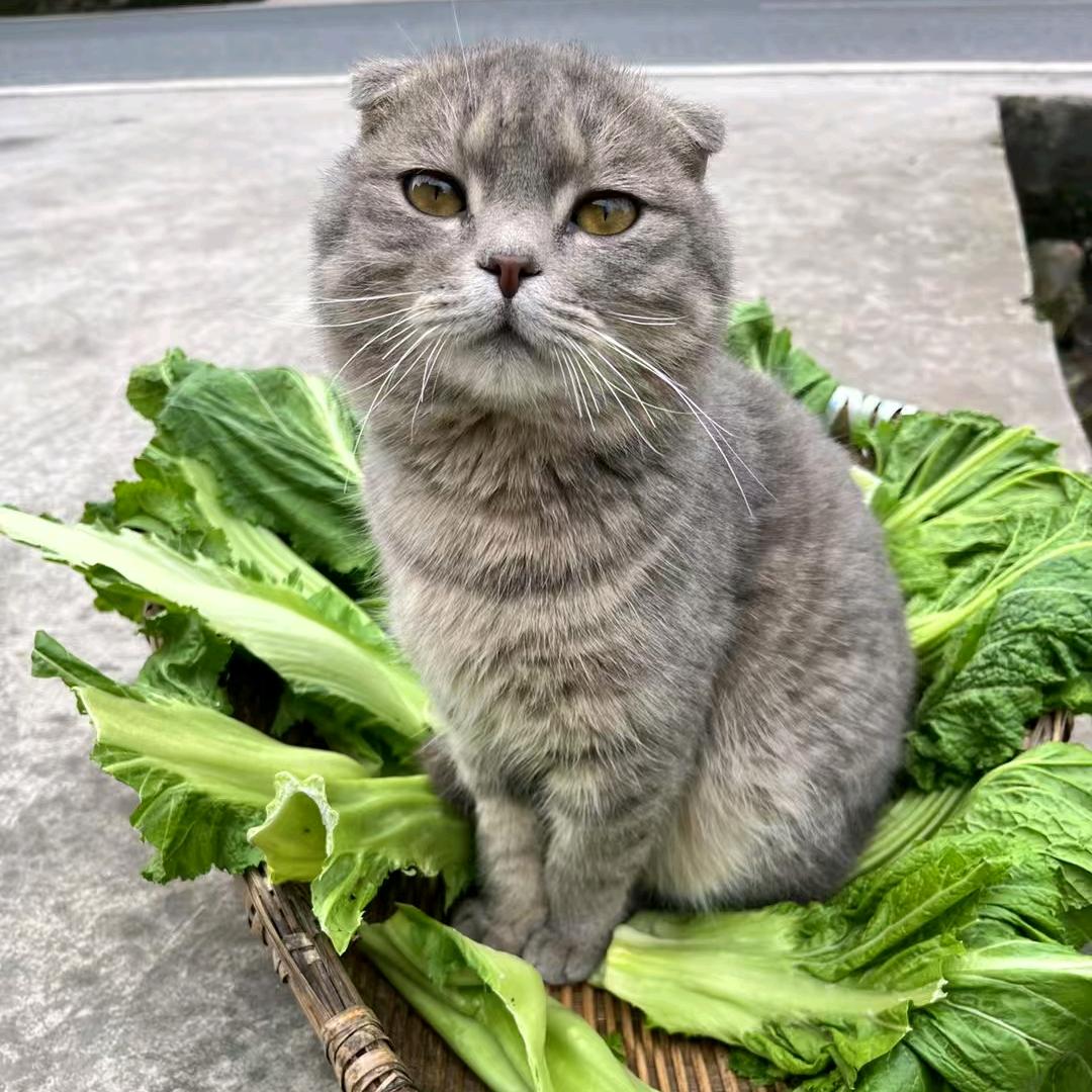 爬海灵泽