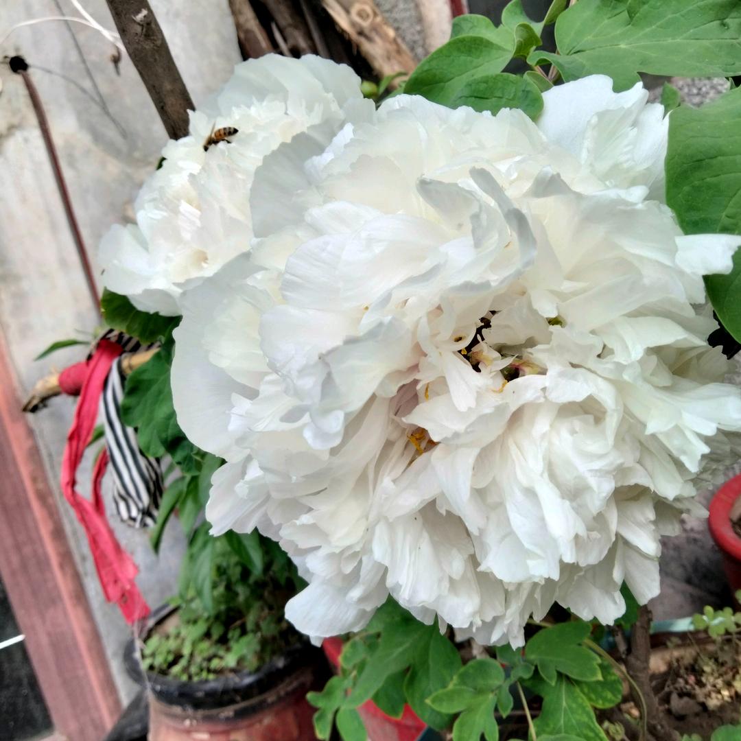 平安幸福.