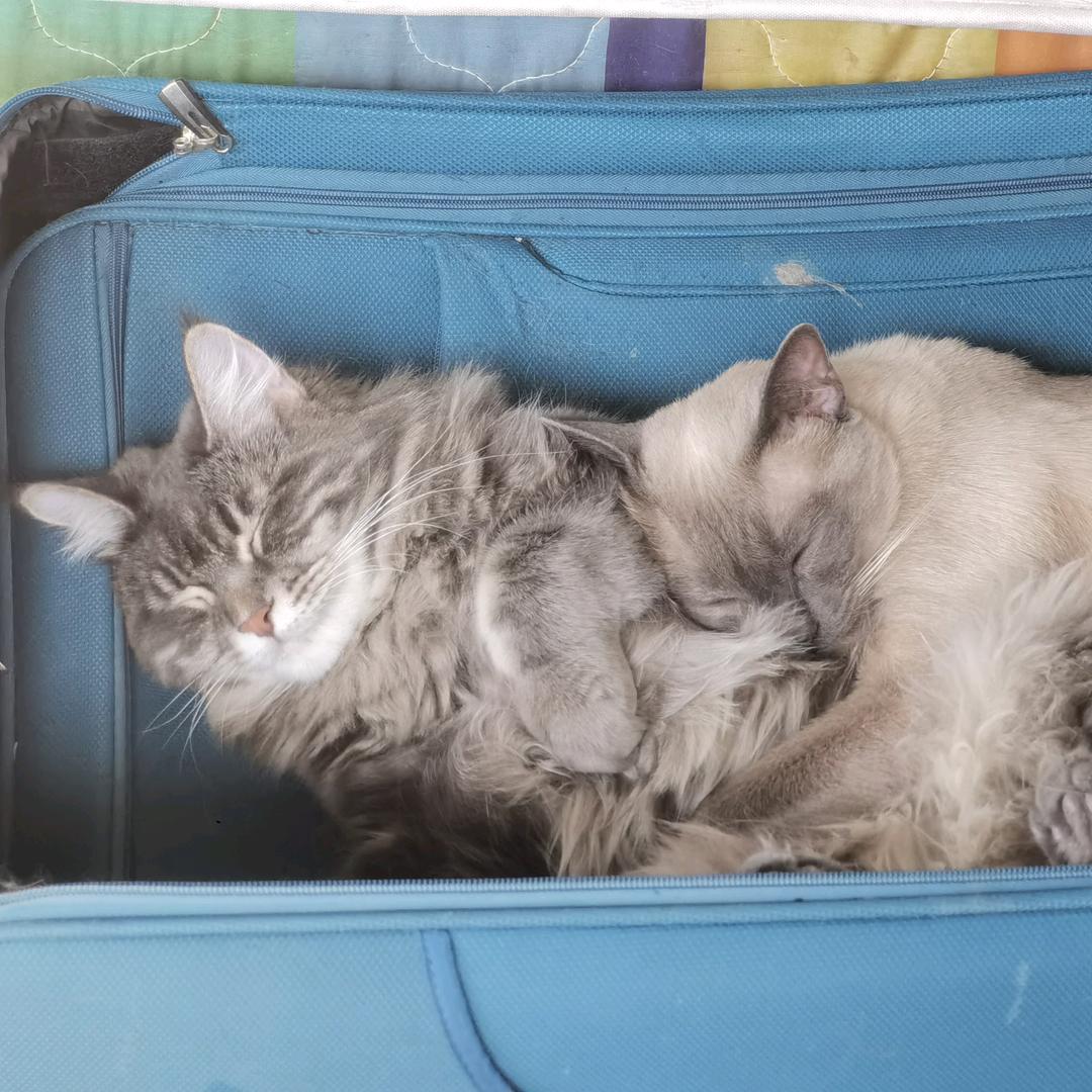 猫小七