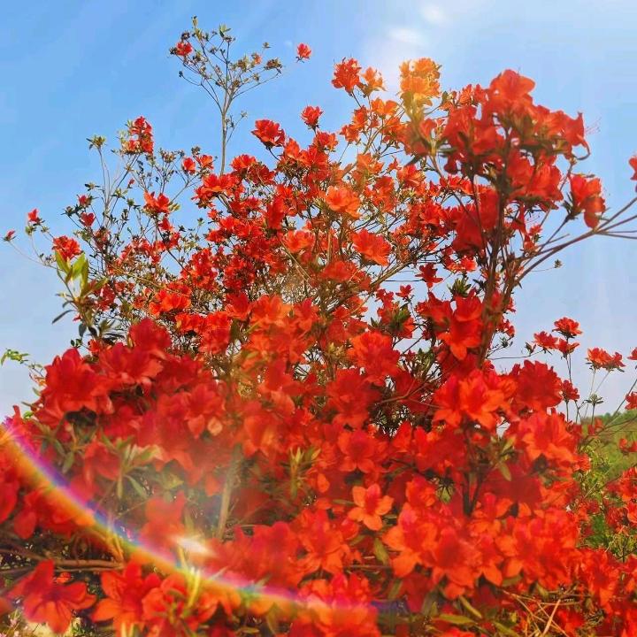 大漠孤雁
