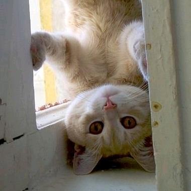 我家猫会翻跟头