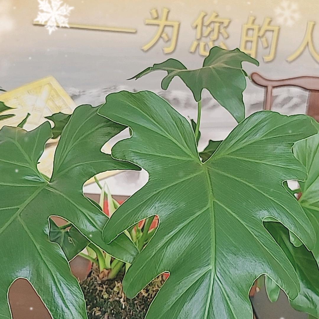 圣德传承文化传播