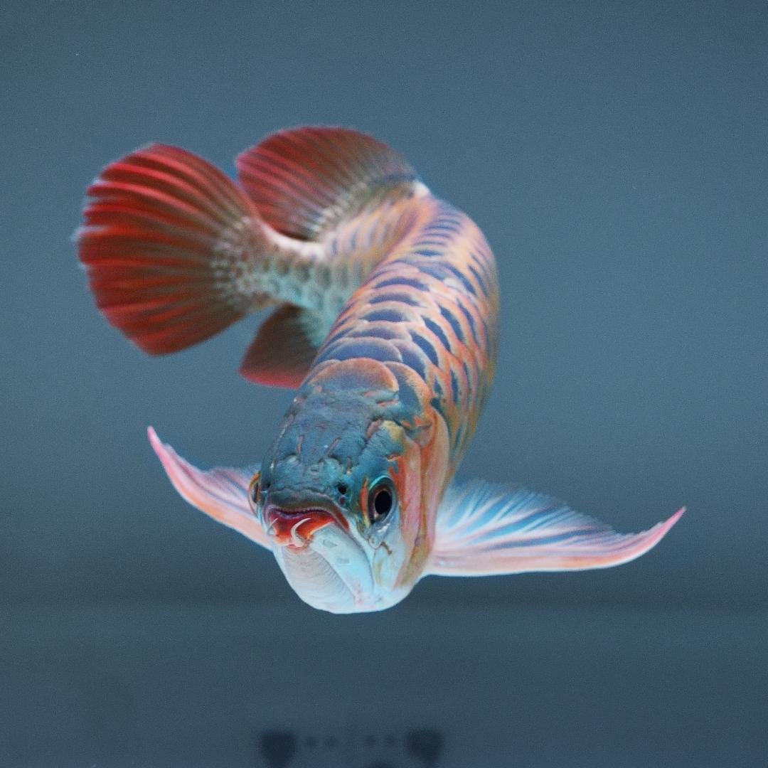大湖红龙