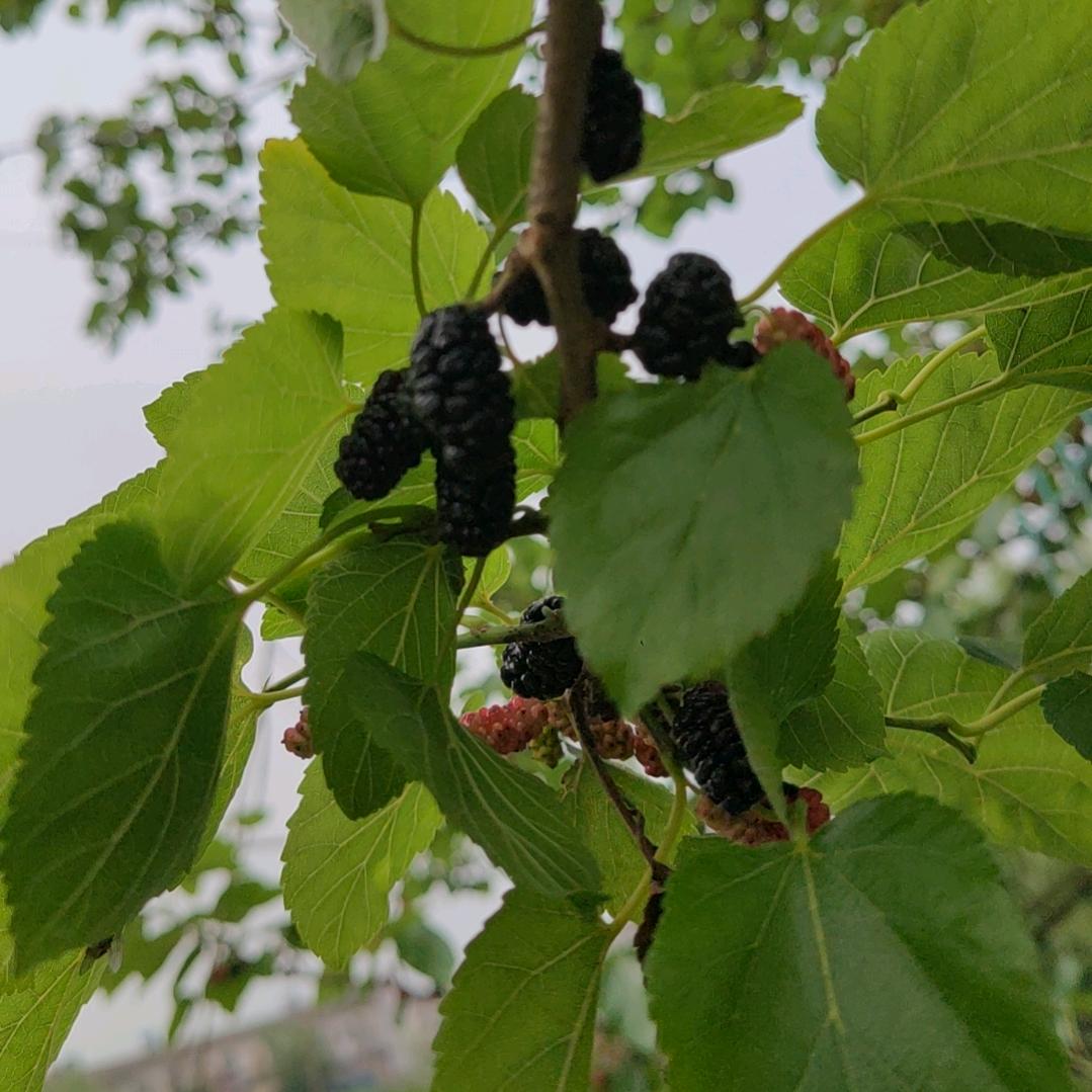 应如是
