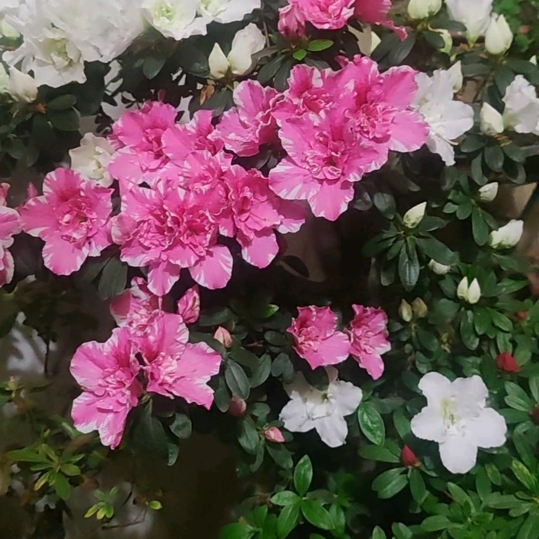 爱养花的钢哥