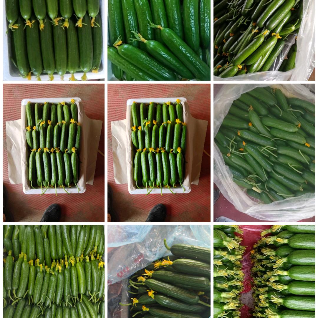 富鸿果蔬，专业代收代发小黄瓜。