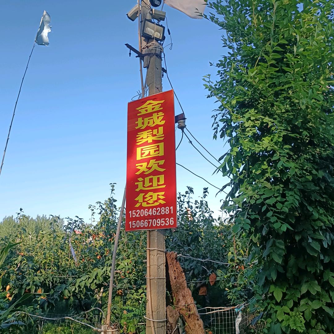 金城梨园