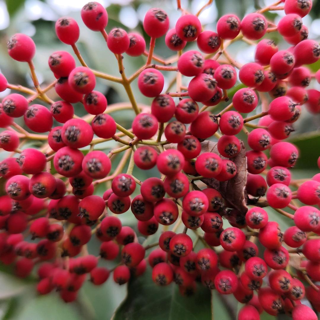 往事如烟（关必回）