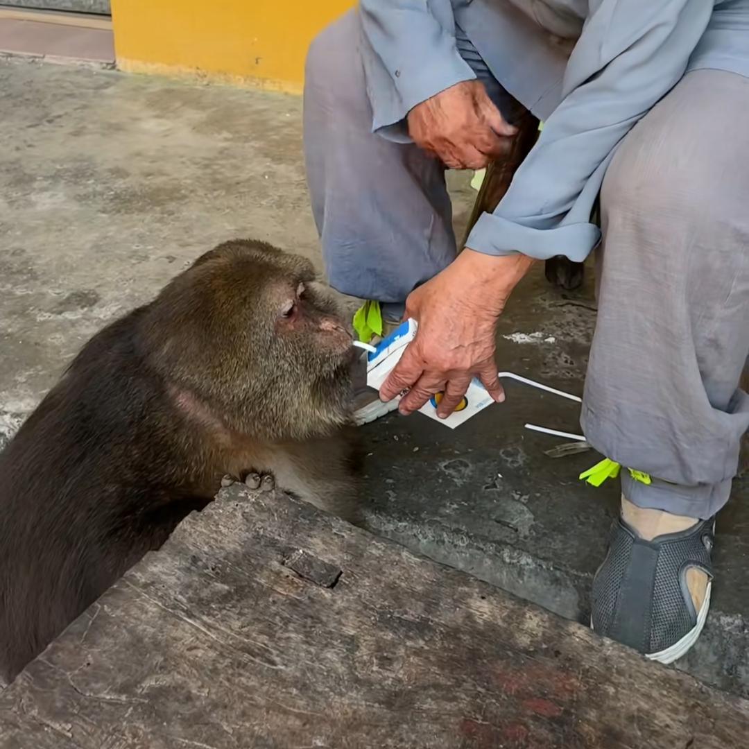 师太喂猴