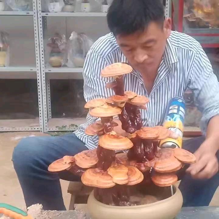 利民灵芝盆景