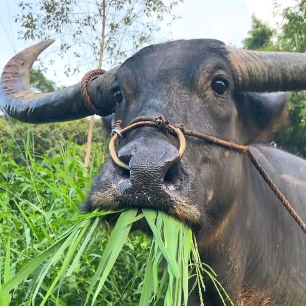 枫林尽染_____________📷