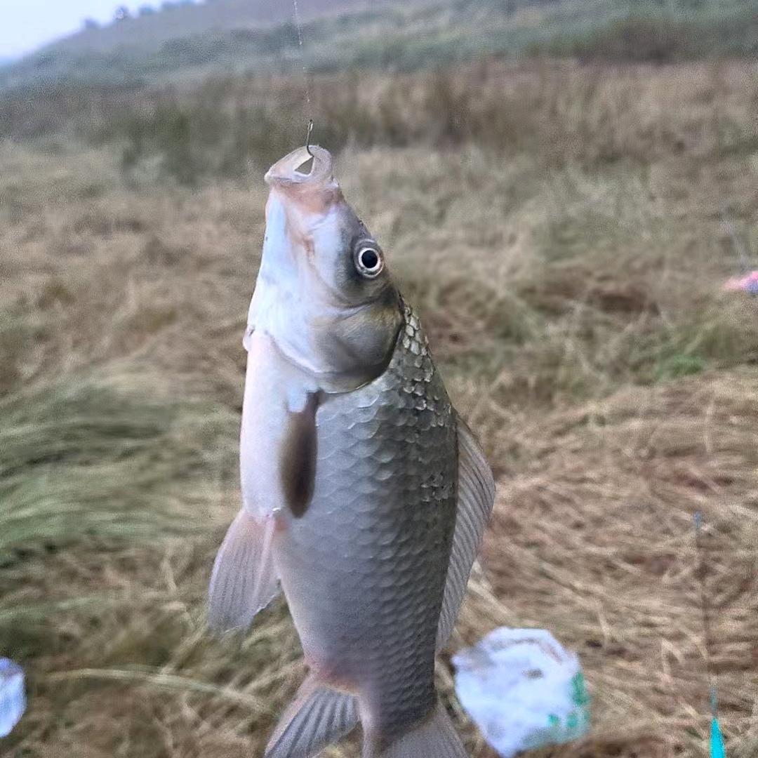 千择🎣