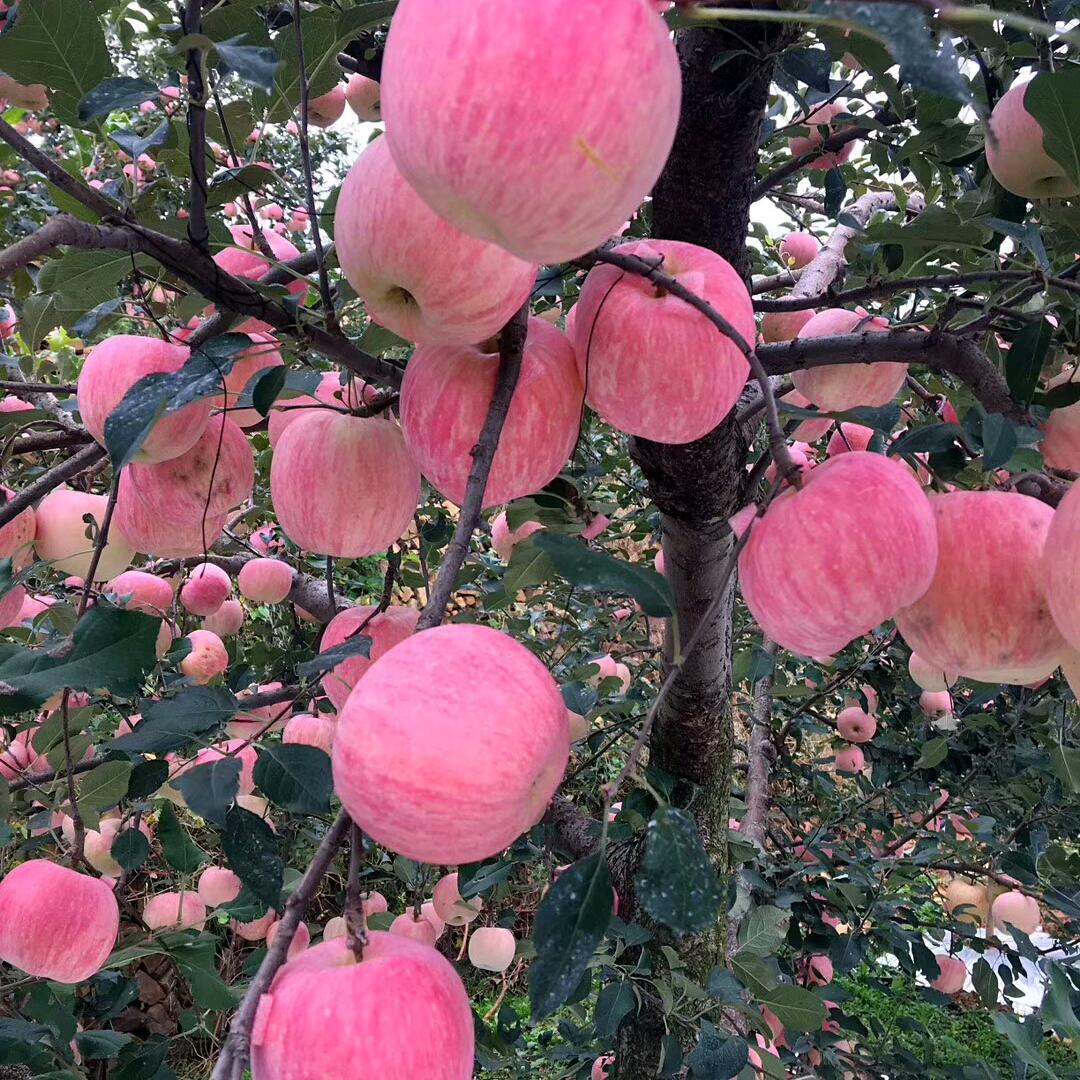 柳暗花明！