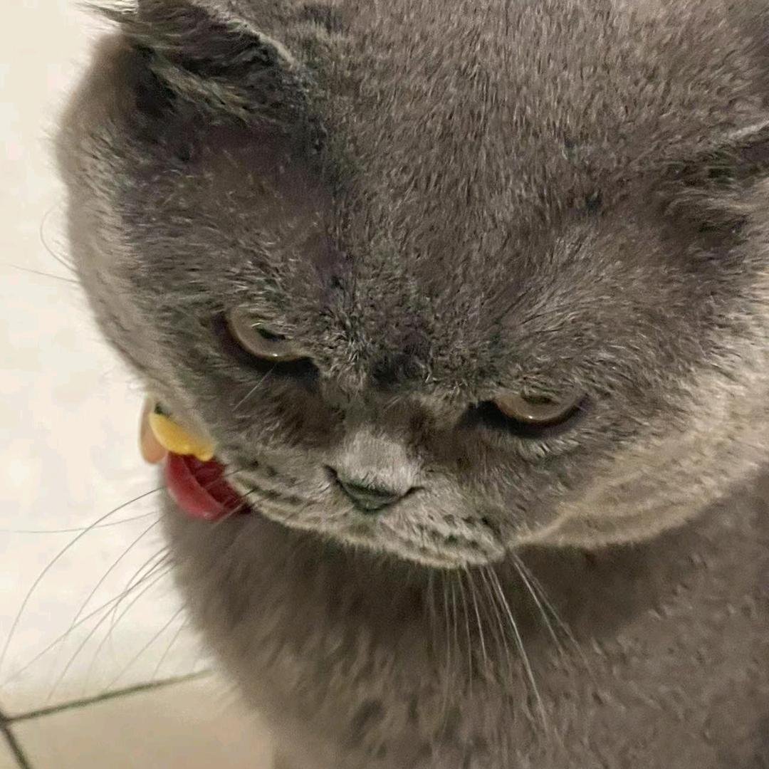 财神爷的臭宝吖