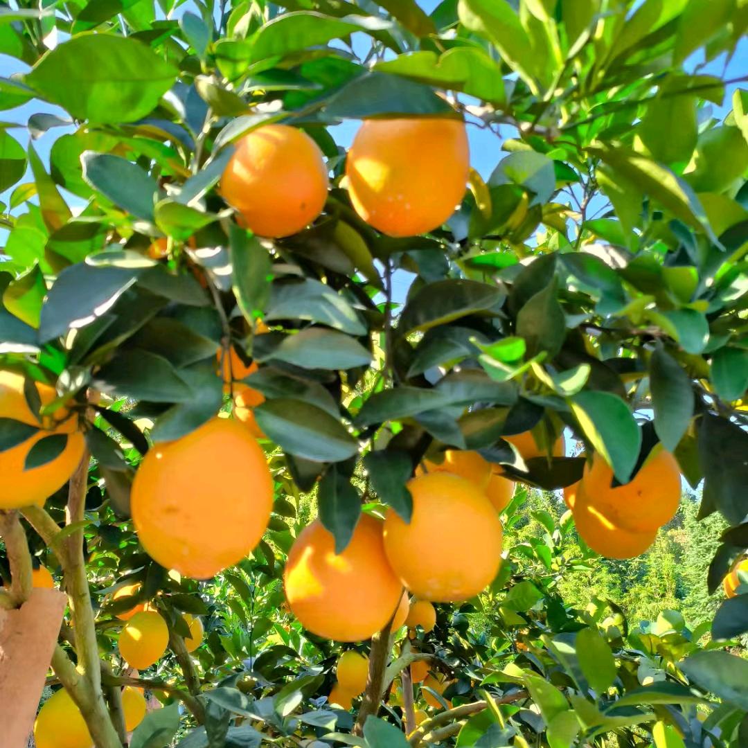 脐橙之乡居民！