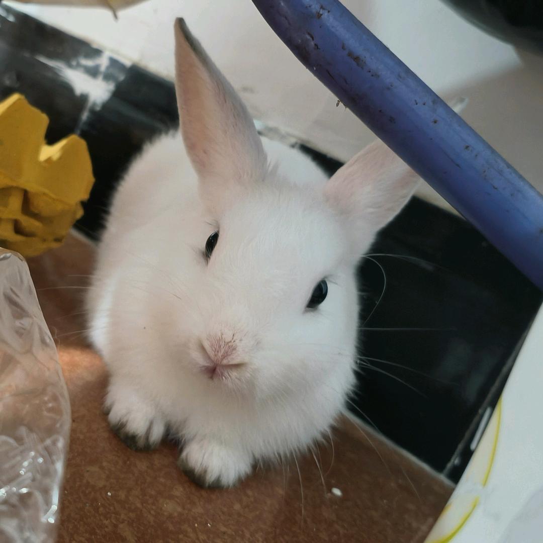 兔兔