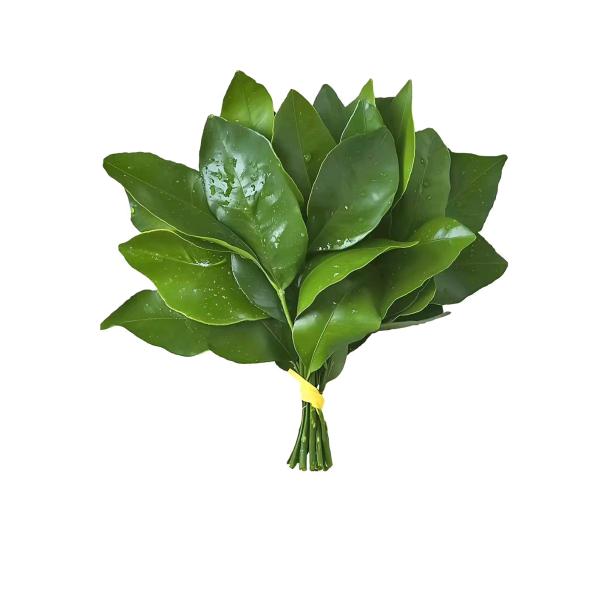 Wink昭