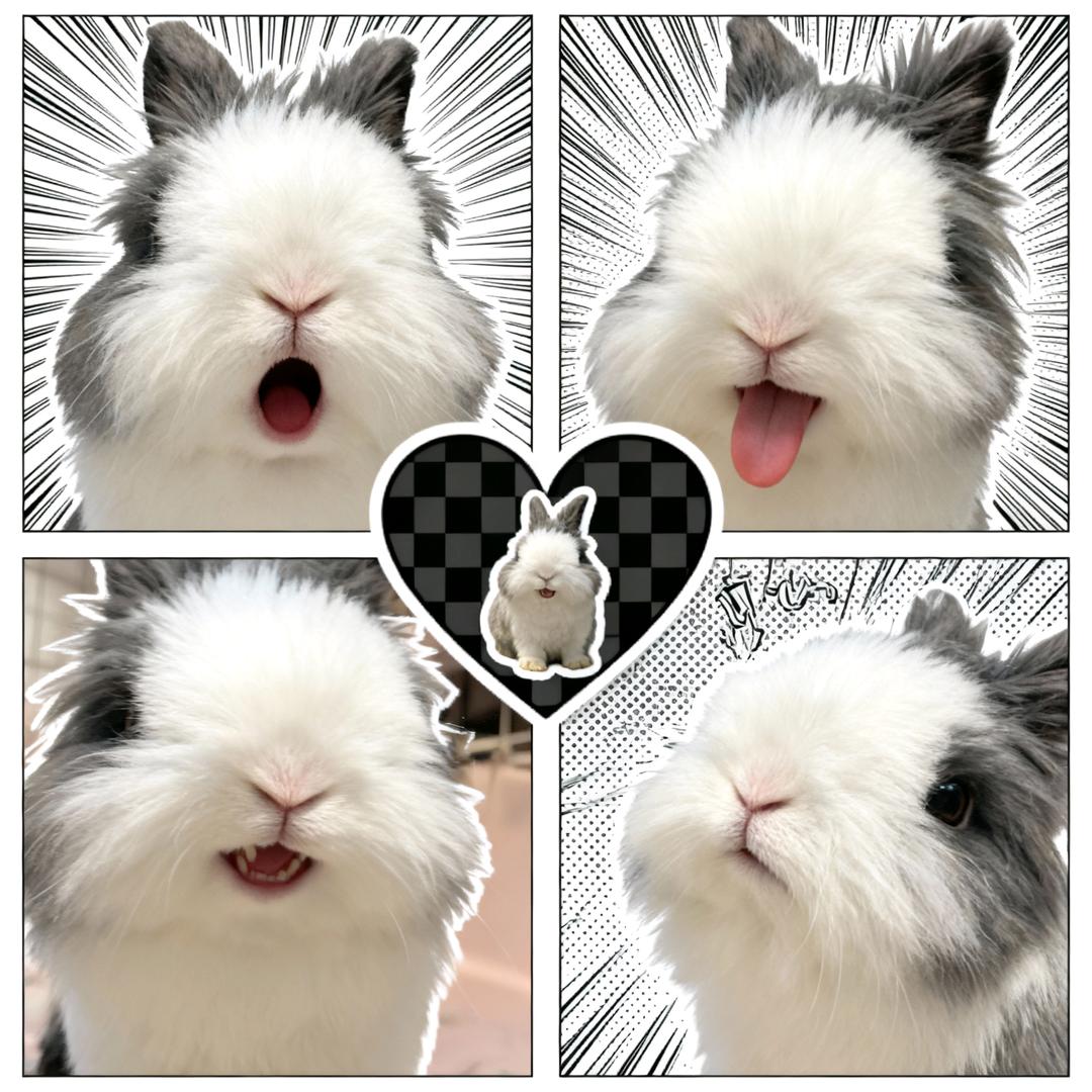 喵与兔家庭兔舍🐰