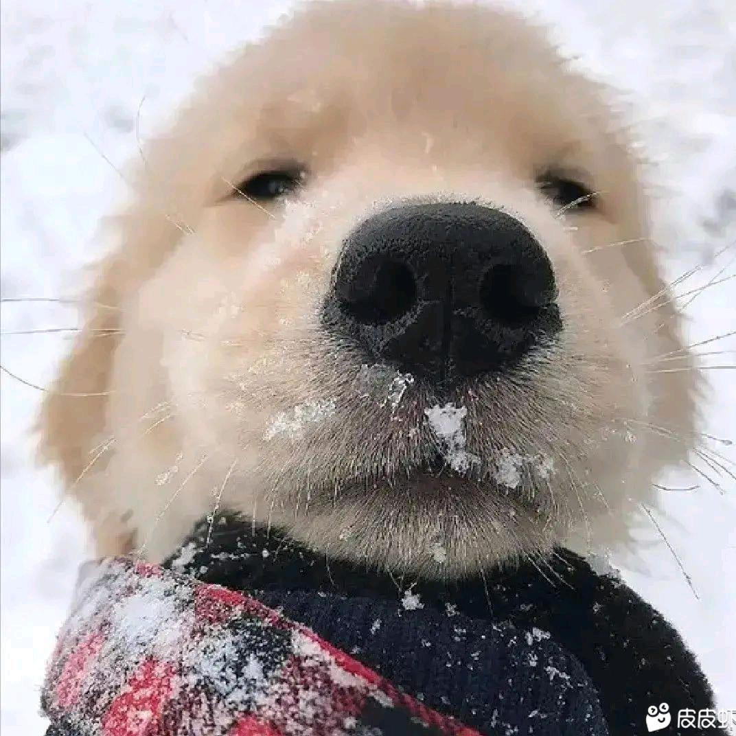 珞珈