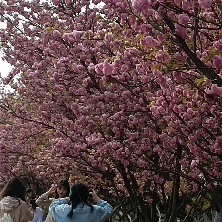 芷若