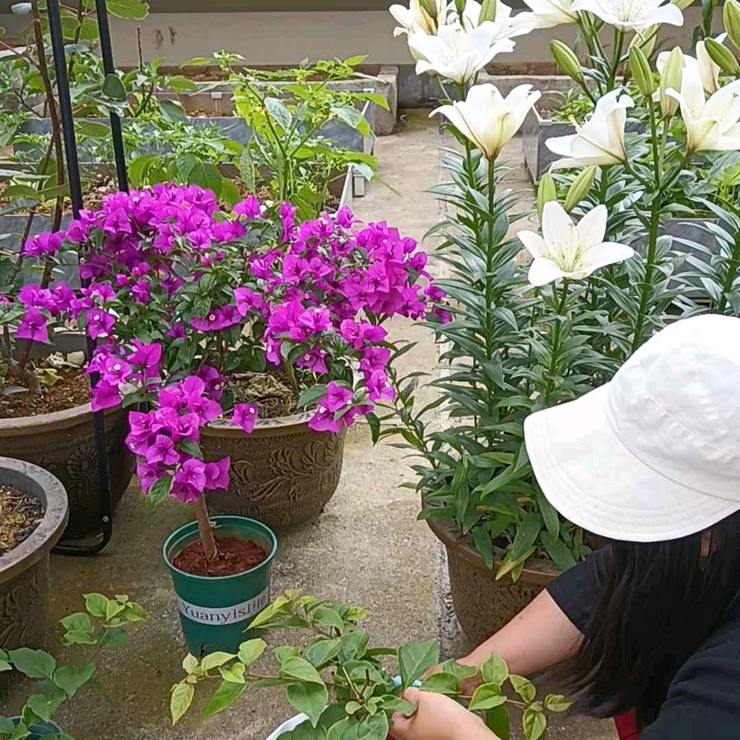 宝妈的露台菜园